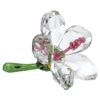 Florere Hibiscus mic Florere Hibiscus mic