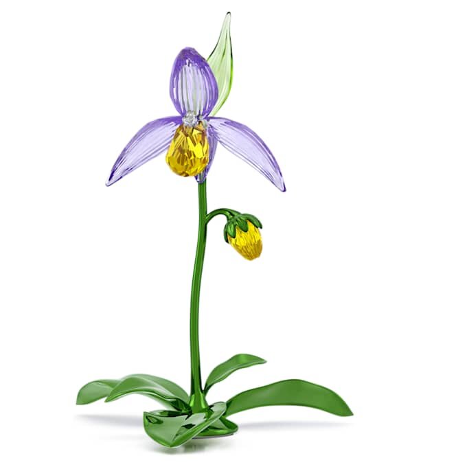 Orhideea „Florere Lady Slipper” Orhideea „Florere Lady Slipper”