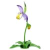 Orhideea „Florere Lady Slipper” Orhideea „Florere Lady Slipper”