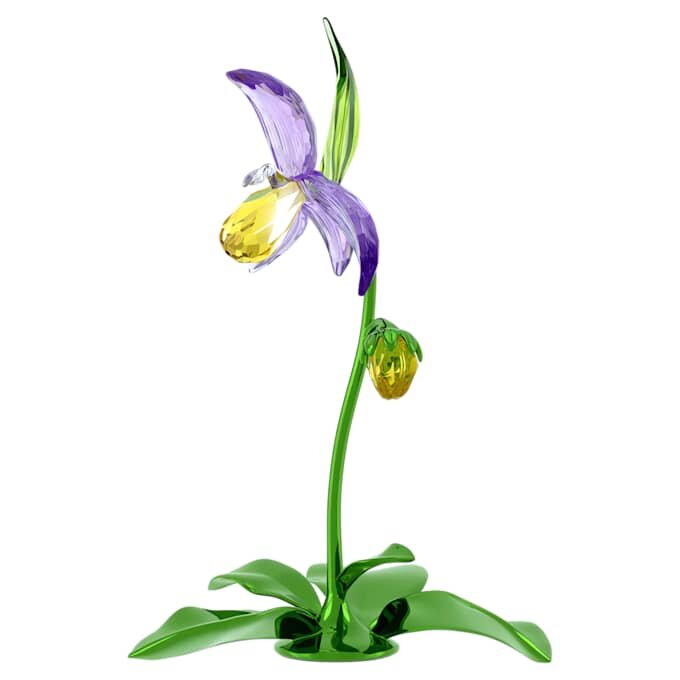Orhideea „Florere Lady Slipper” Orhideea „Florere Lady Slipper”