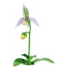 Orhideea „Florere Lady Slipper” Orhideea „Florere Lady Slipper”