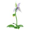 Orhideea „Florere Lady Slipper” Orhideea „Florere Lady Slipper”